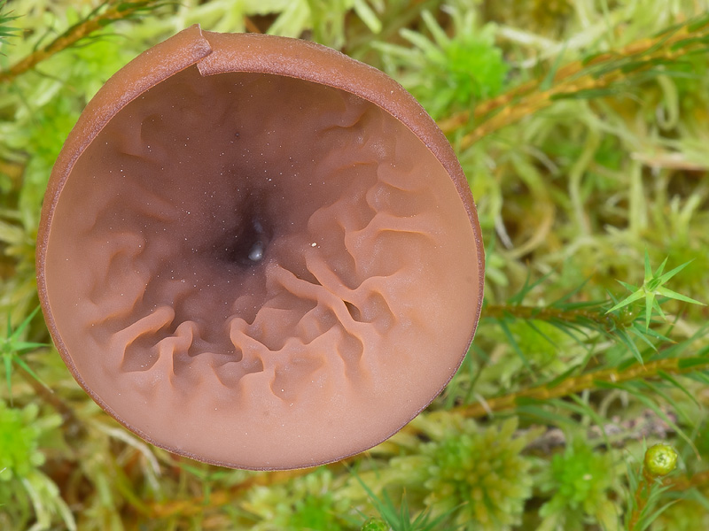 Myriosclerotinia caricis-ampullaceae